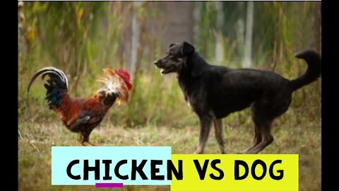 Chicken Vs Dog. Funny video