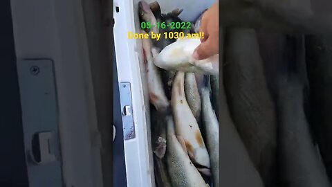 Incredible fast 5 man limit on Lake Erie walleye!! HUNGRY EYES!!!