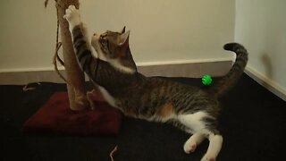 The Cat Needs a New Scratching Pole