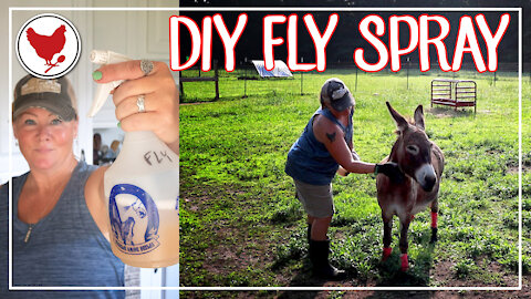 DIY FLY SPRAY | Keep the Flies off Your Animals!