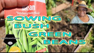 #sowing #Tender #greenbeans #bush #beans - #catshobbycorner
