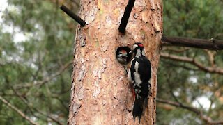 Woodpecker feeds the chick