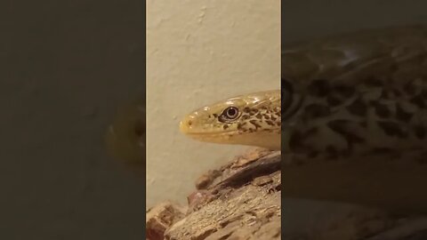 A SHORT VIDEO OF LARRY THE LEGLESS LIZARD (09/16/23)