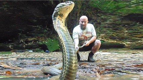 Snake Catchers: Protecting The World's Deadliest Snakes