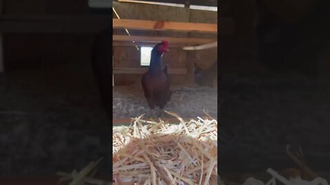 Checking for eggs and getting some attitude from a chicken