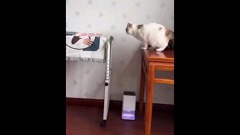 best funniest cat 😻 interesting video