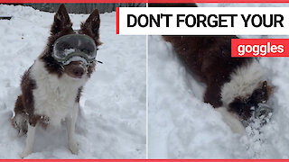 Adorable footage shows beautiful Border Collie playing in the snow