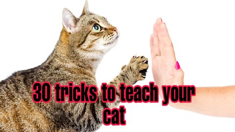 Basic Cat Training Tips-30 Tricks To Teach Your Cat