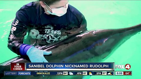 Rescued Sanibel dolphin named Rudolph