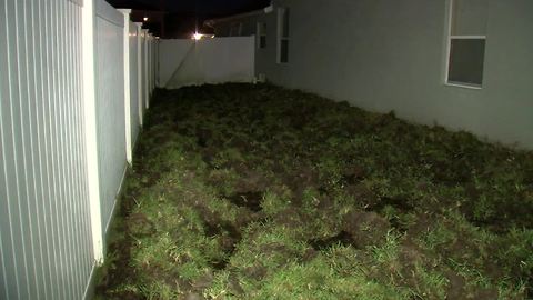 Wild pigs destroy dozens of lawns in Wesley Chapel neighborhoods