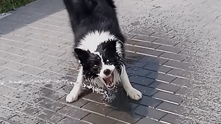 Border Collie Catching Water