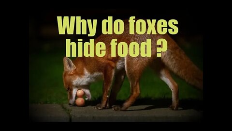 🦊Why do foxes hide (cache) their food? Our friendly urban #fox comes for dinner & 1000 SUBSCRIBERS.