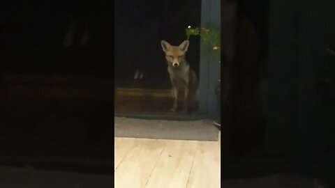🦊Ajax the friendly #FOX gets persuaded into coming into the house kitchen for an EGG !