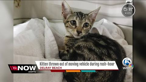 Good Samaritan rescues kitten thrown from car