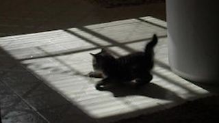 "Gray Kitten Cat Chases Shadows on A Tile Kitchen Floor"