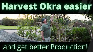 Harvest Okra easier and get better production!