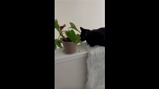 Adopting a Cat from a Shelter Vlog - Precious Piper Finds the Plant #shorts