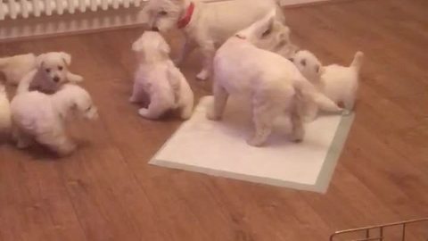 Precious playtime between puppies and parents