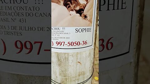 Sophie gatinha sumida em Santos