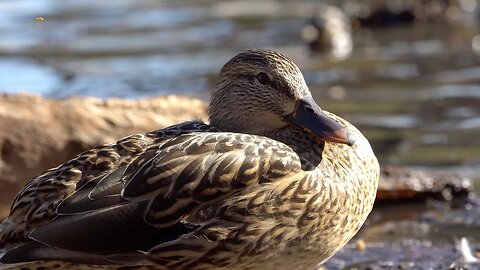 CatTV: Upclose Brown Duck