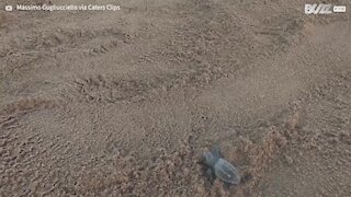 Ce photographe a filmé le première jour de vie d'une tortue