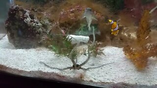 Creatures in the Salt Water Aquarium