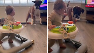 Dog Tries To Persuade Baby To Play Fetch With Him