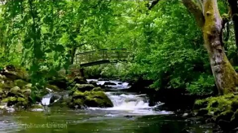 Forest Waterfall Nature Sounds Rocky Mountain River - relaxing music for 8 Hour Birdsong Sleeping