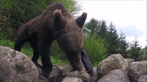 Hidden Camera Shows Hungry Bears Foraging For Food