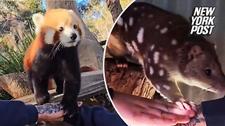 Zoo animals try adorable 'hands-in' TikTok challenge