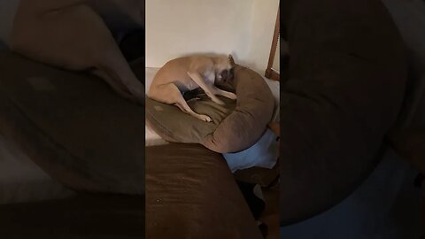 The dog bed on the couch and she is happy, happy! #shortsvideo #dog #greatdane #puppy #animal #funny