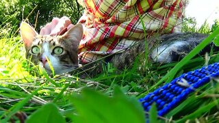 Green Eyed Cat Sits in the Grass