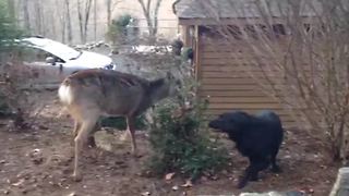 "Cute Black Labrador Makes A Deer Friend"