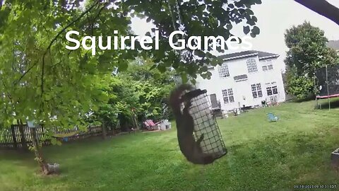 "WATCH THIS: Squirrels Caught Red-Handed!"