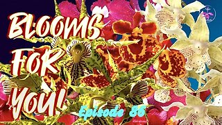 Orchid Updates | Orchid Bloom Dedications | Orchid Blooms for YOU! Episode 86 🌸🌺🌼#ninjaorchids