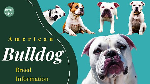 Meet the American Bulldog: A Strong and Loyal Breed that Will Steal Your Heart