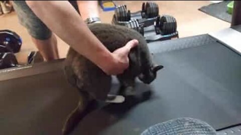 Cat refuses to exercise on treadmill!