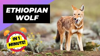 Ethiopian Wolf - In 1 Minute! 🦊 A Wild Dog You Didn't Know Existed | 1 Minute Animals