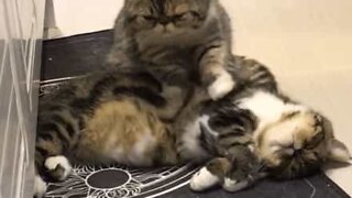 Katt får avslappnade massage av sin vän