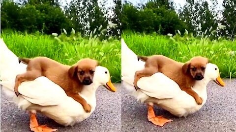 Funny poppy with duck playing