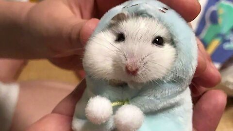 Funny and Cute Hamster Compilation 🔴 - Funniest Hamsters Of All Time 2021