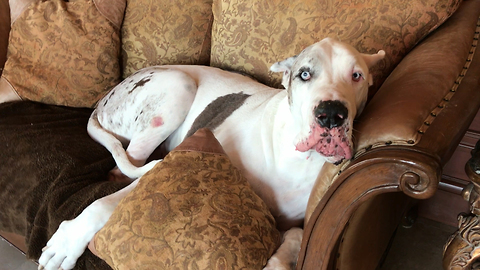 Max the Funny Talkative Deaf Great Dane