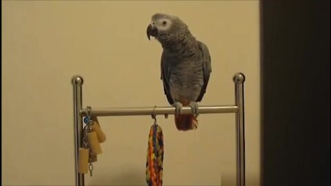 funny parrot video