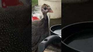 Guinea fowl keet flies to my cabin every time I let her out - 10 weeks old