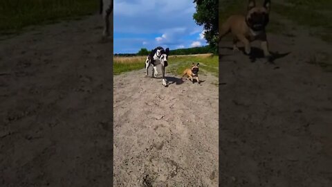 great dane race||who is win||animals||funny animal videos|#thedodo