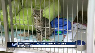 Cat rescued after found nearly frozen to ground, unresponsive in Milwaukee