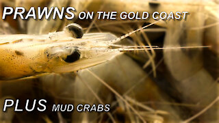 Prawning and Mud Crabs (Gold Coast)
