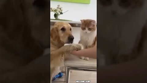 Mom, Dog, and Cat - The Ultimate Three Musketeers