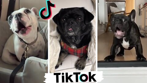 Funny Dogs of TikTok Part #11 🐶