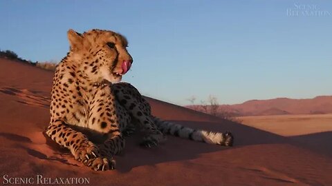 "Wild Wonders: An Inspiring Animal Planet 4K Scenic Wildlife Film"